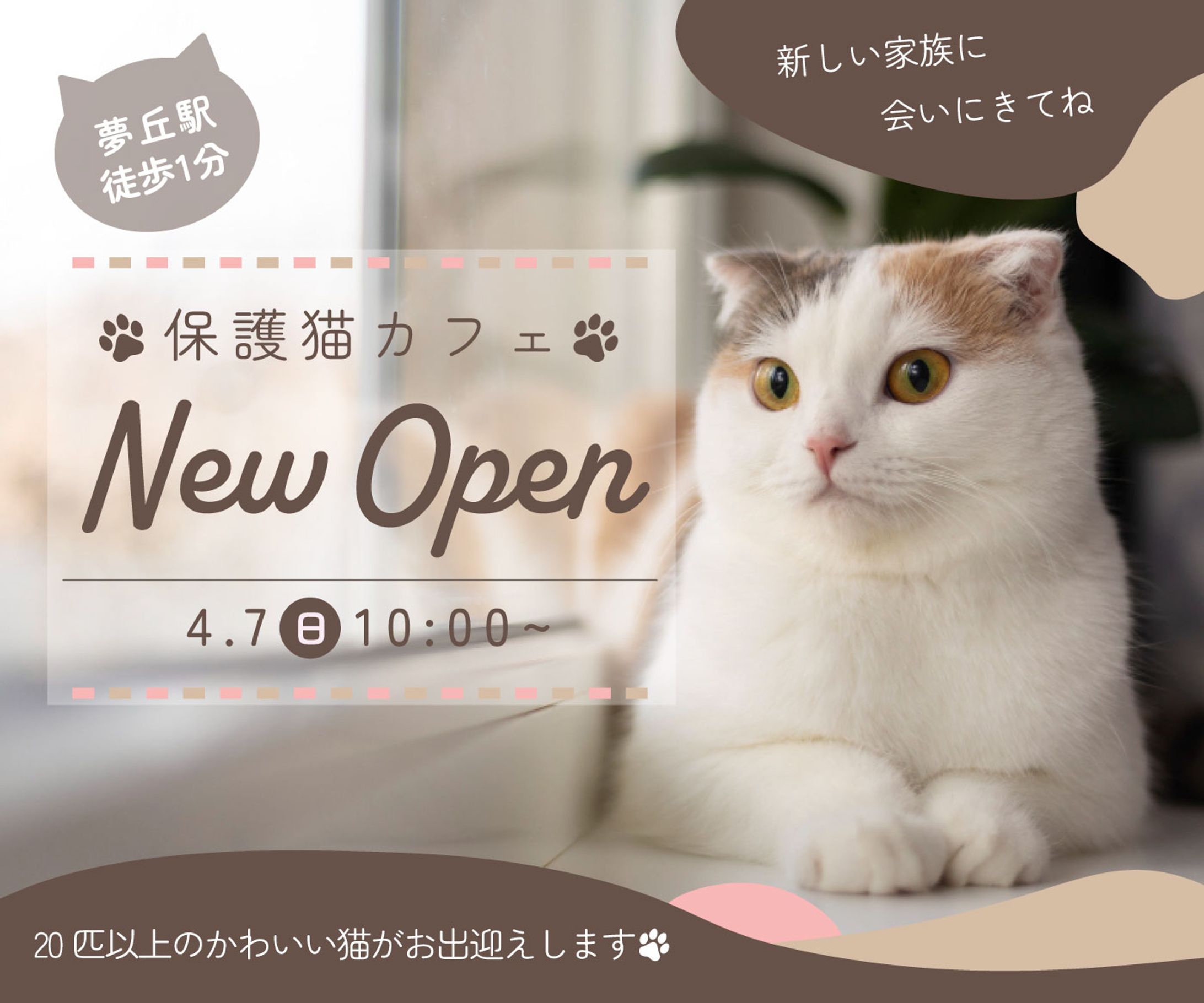 【バナー】保護猫カフェ-1