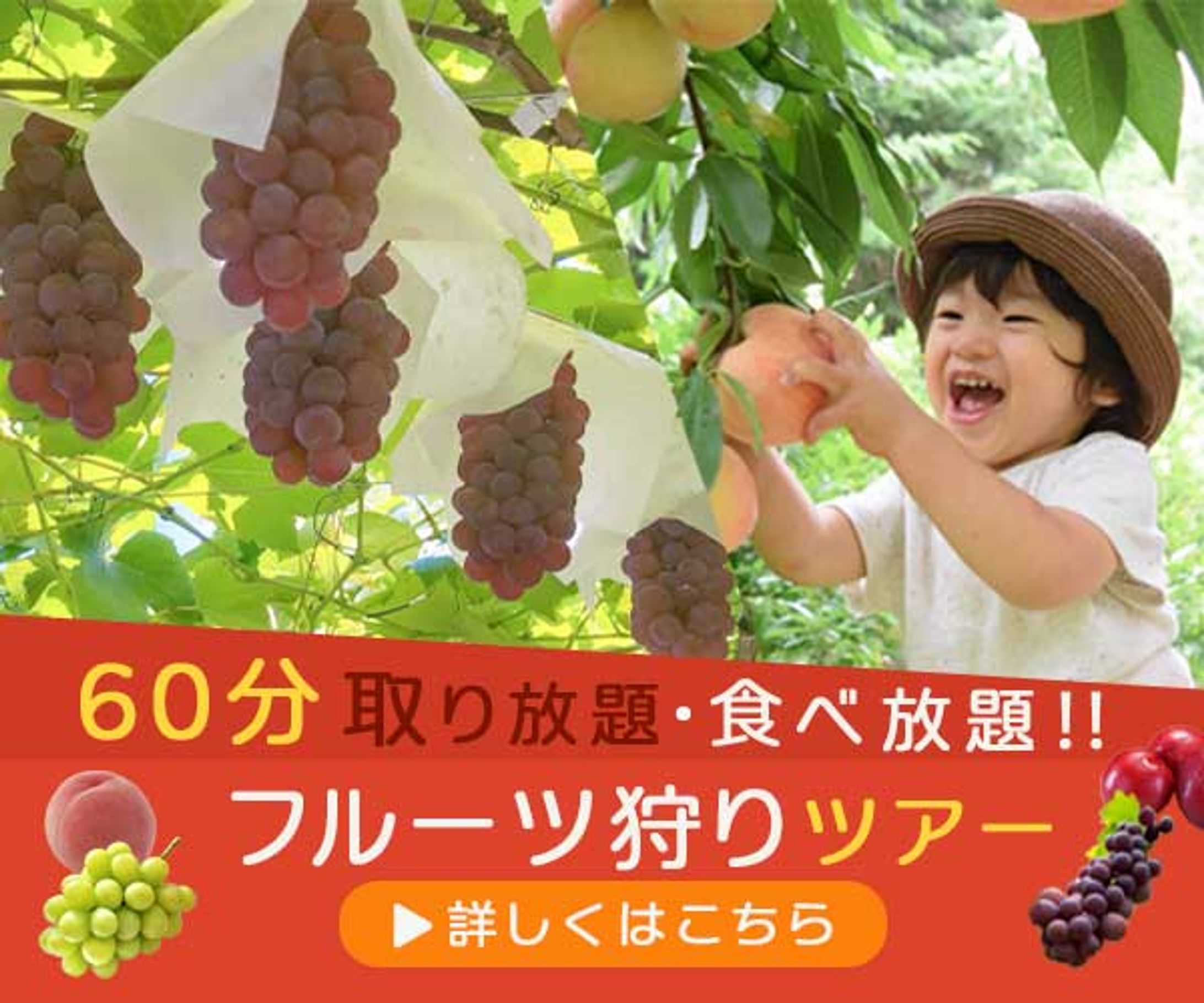 フルーツ狩りツアーバナー-1