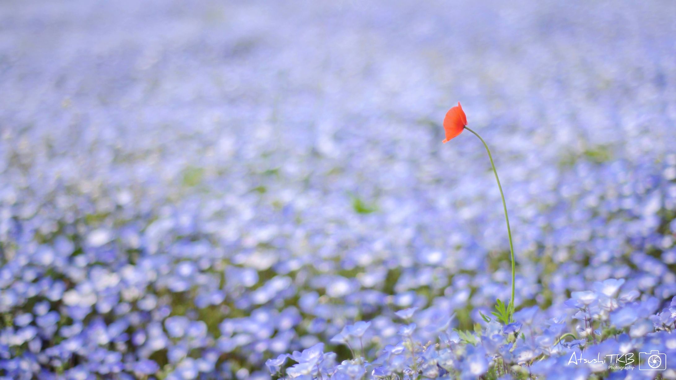 Stage of Nemophila-1