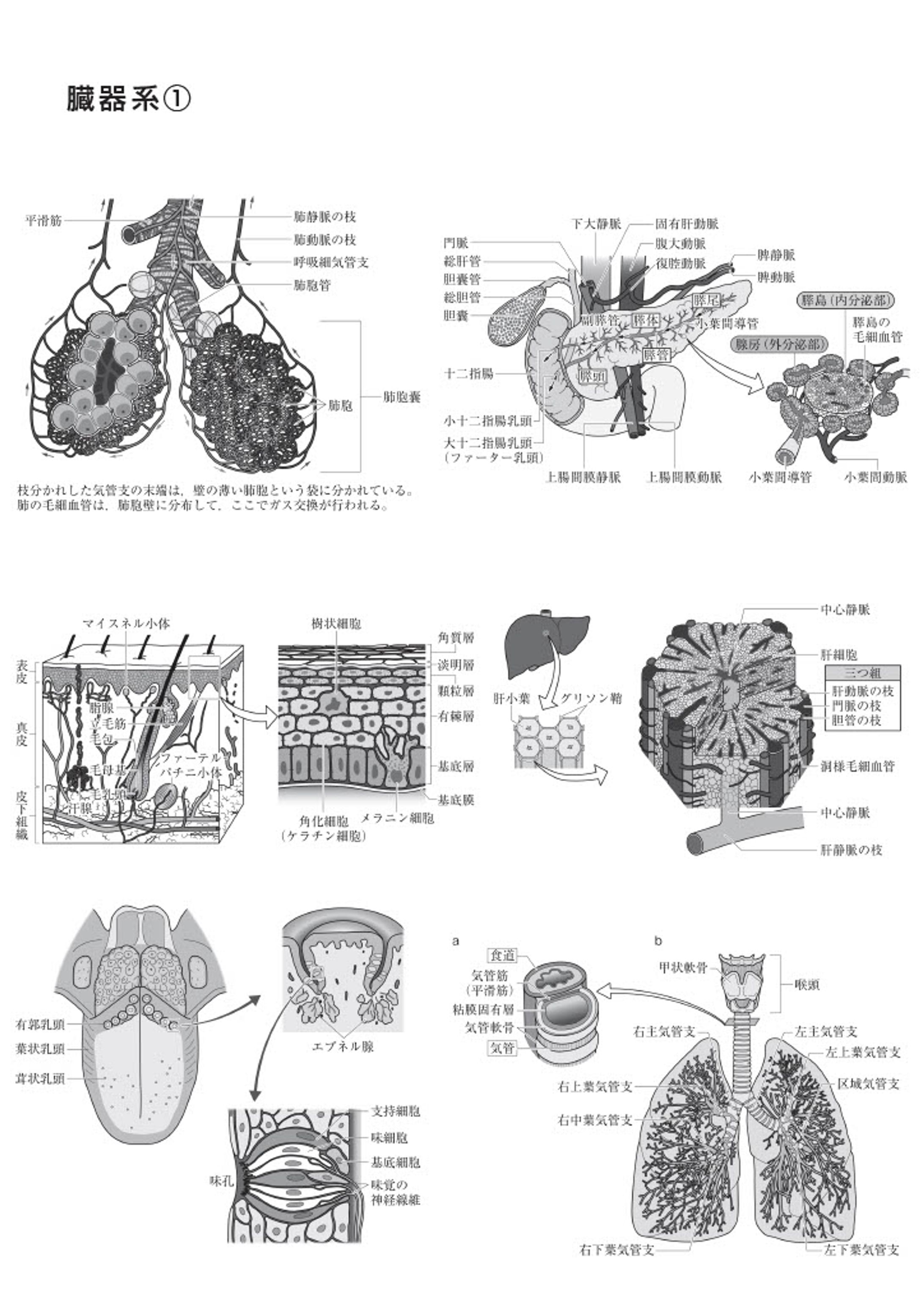 臓器　メディカルイラスト-1