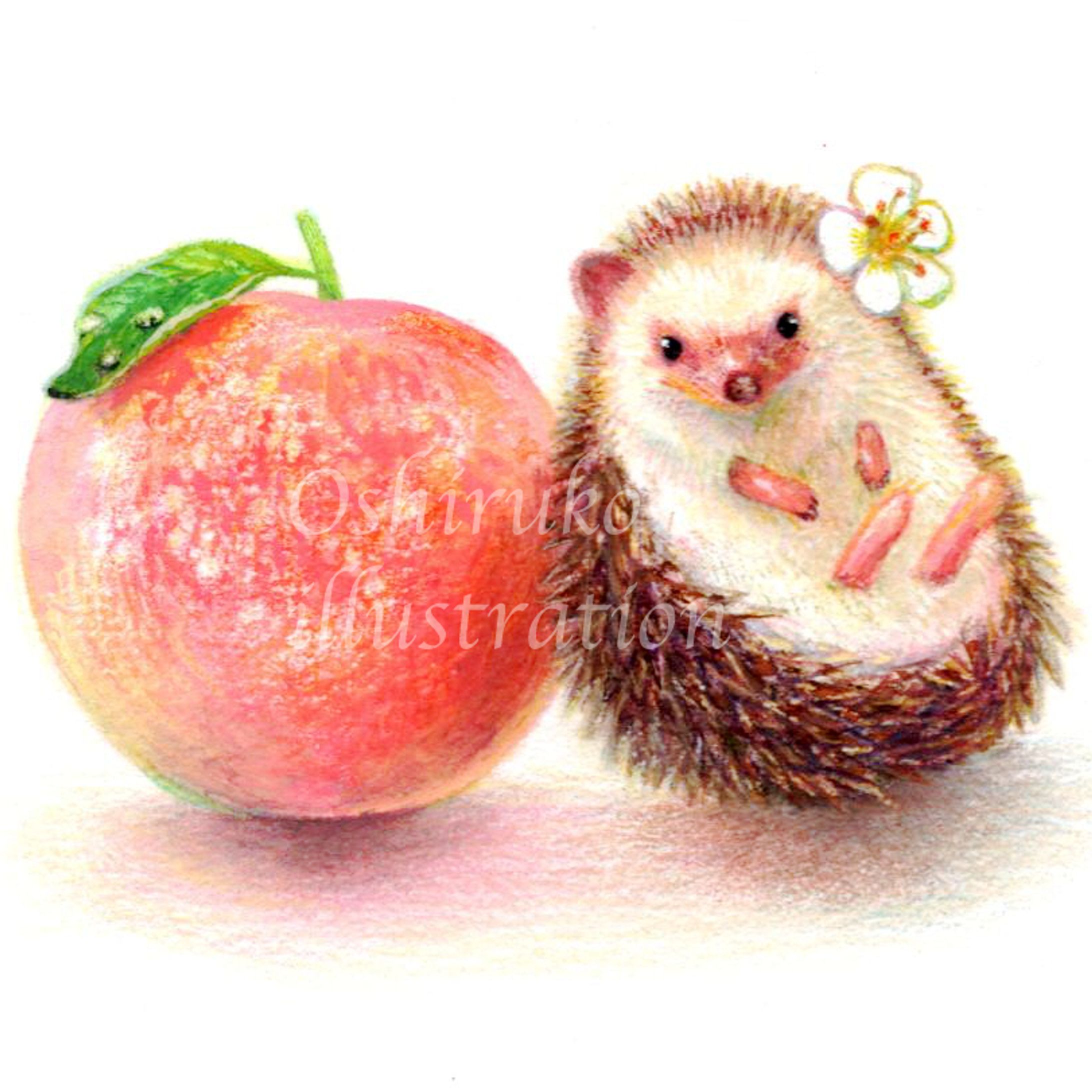 完熟スモモとハリネズミのすももちゃん｜色鉛筆イラスト-1