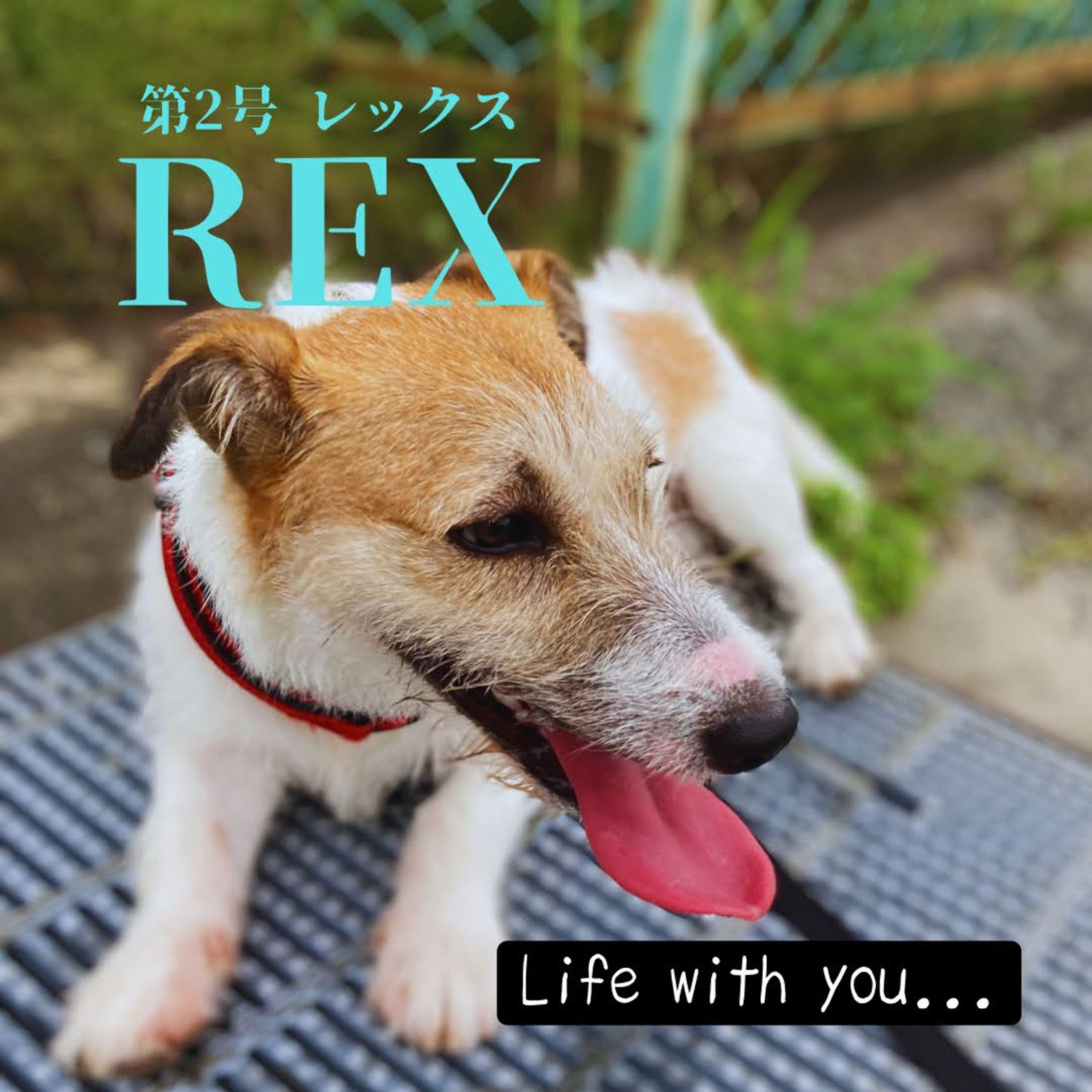 Canva/雑誌風デザイン（2）-1