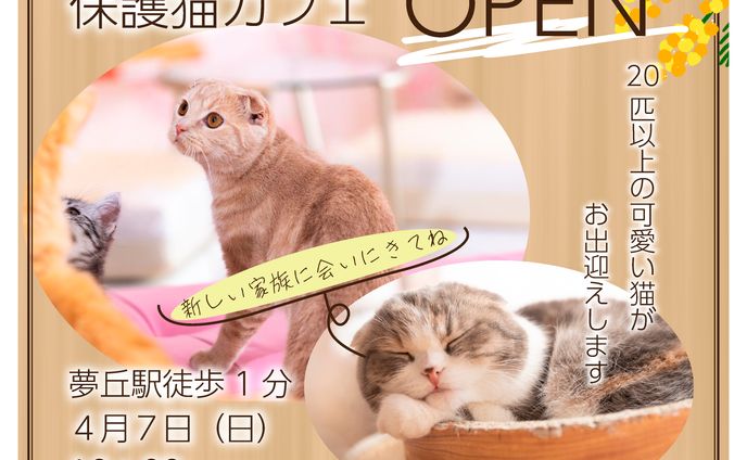 保護猫カフェバナー(架空)
