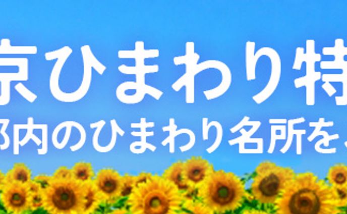 バナー：ひまわり特集