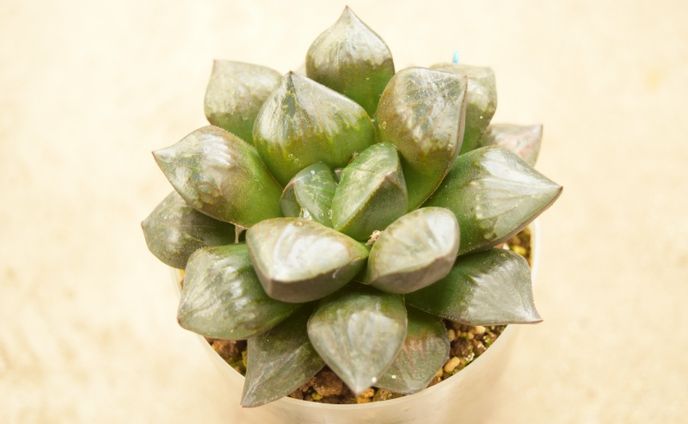 物撮り　多肉植物（ハオルチア）