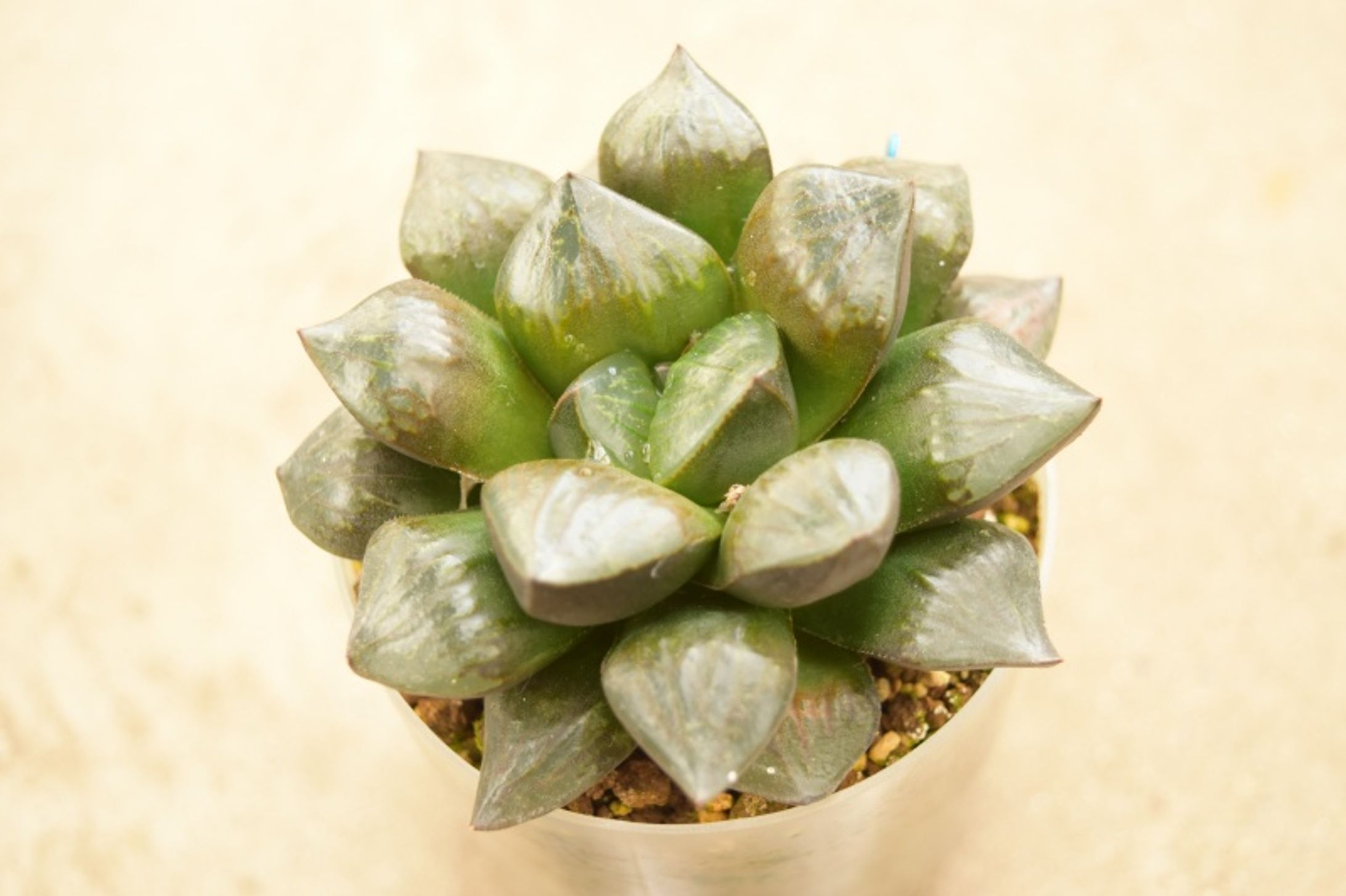 物撮り　多肉植物（ハオルチア）-1