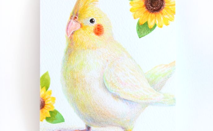 オカメインコのきぃくん｜色鉛筆イラスト
