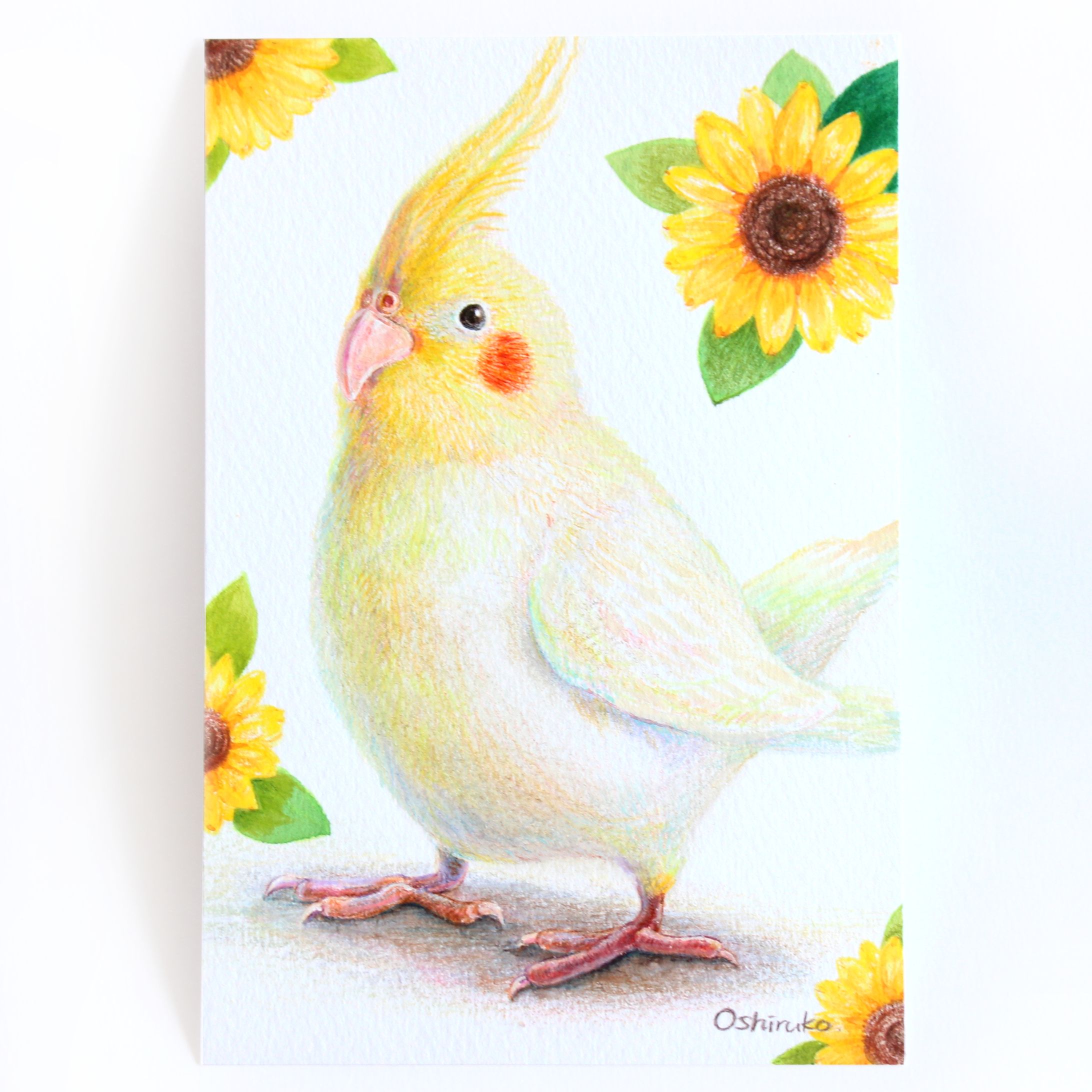 オカメインコのきぃくん｜色鉛筆イラスト-1