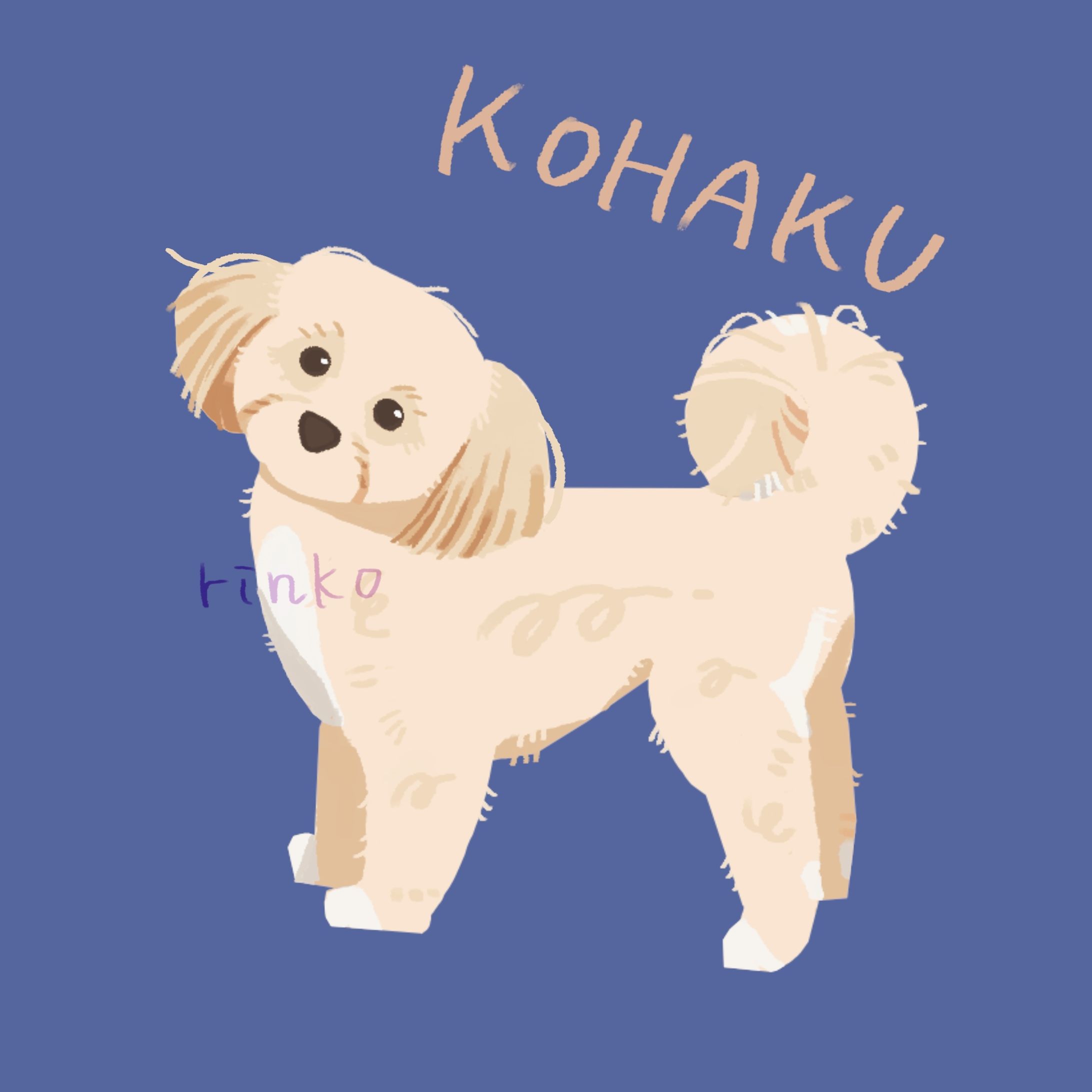 プードルチワワのMIX-1