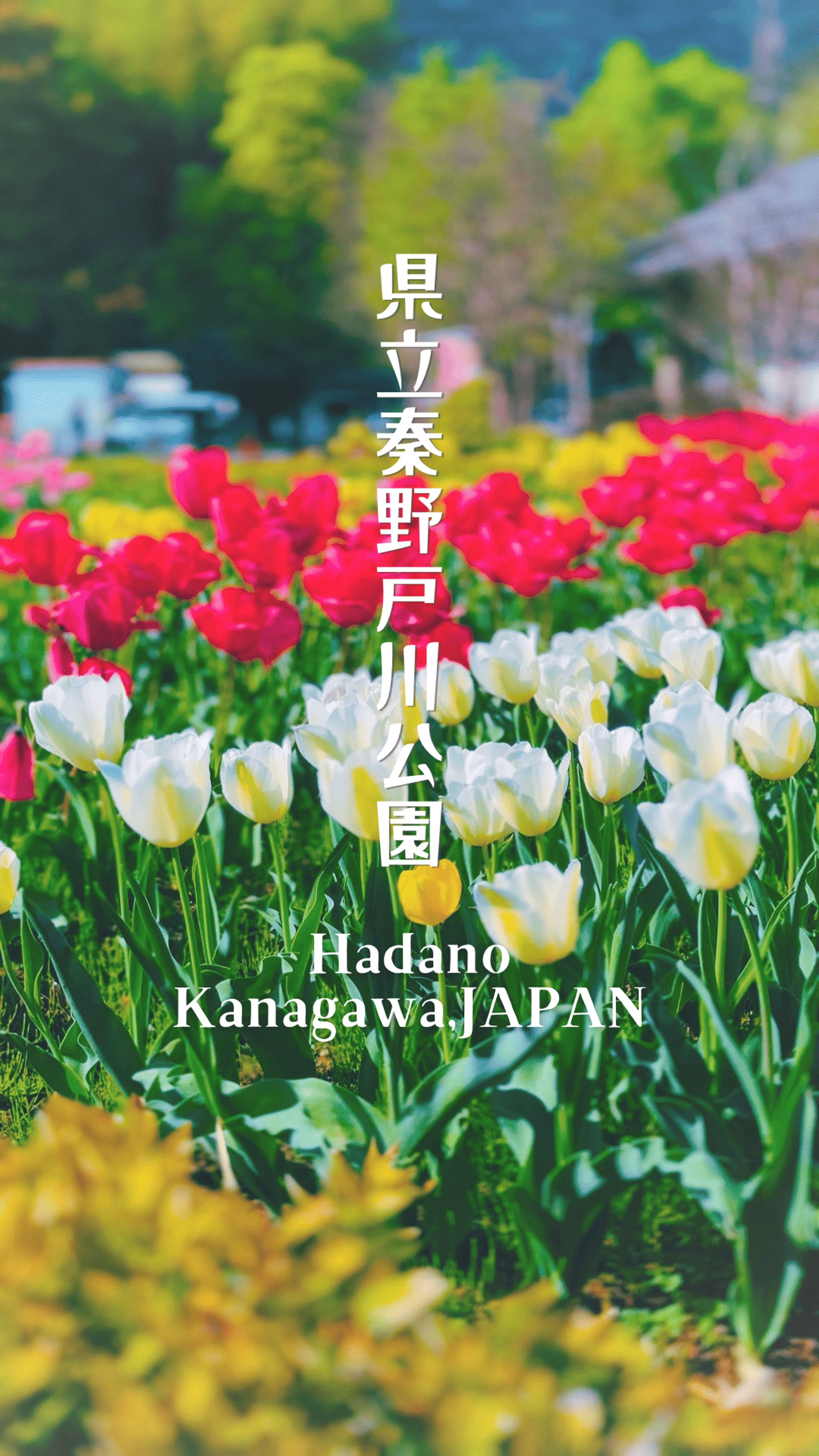 PR | 秦野戸川公園🌷サムネイル-1