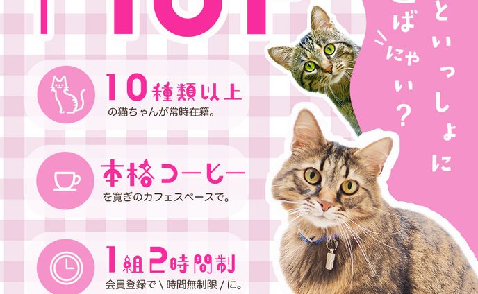 【制作実績】新規OPENの猫カフェ集客バナー