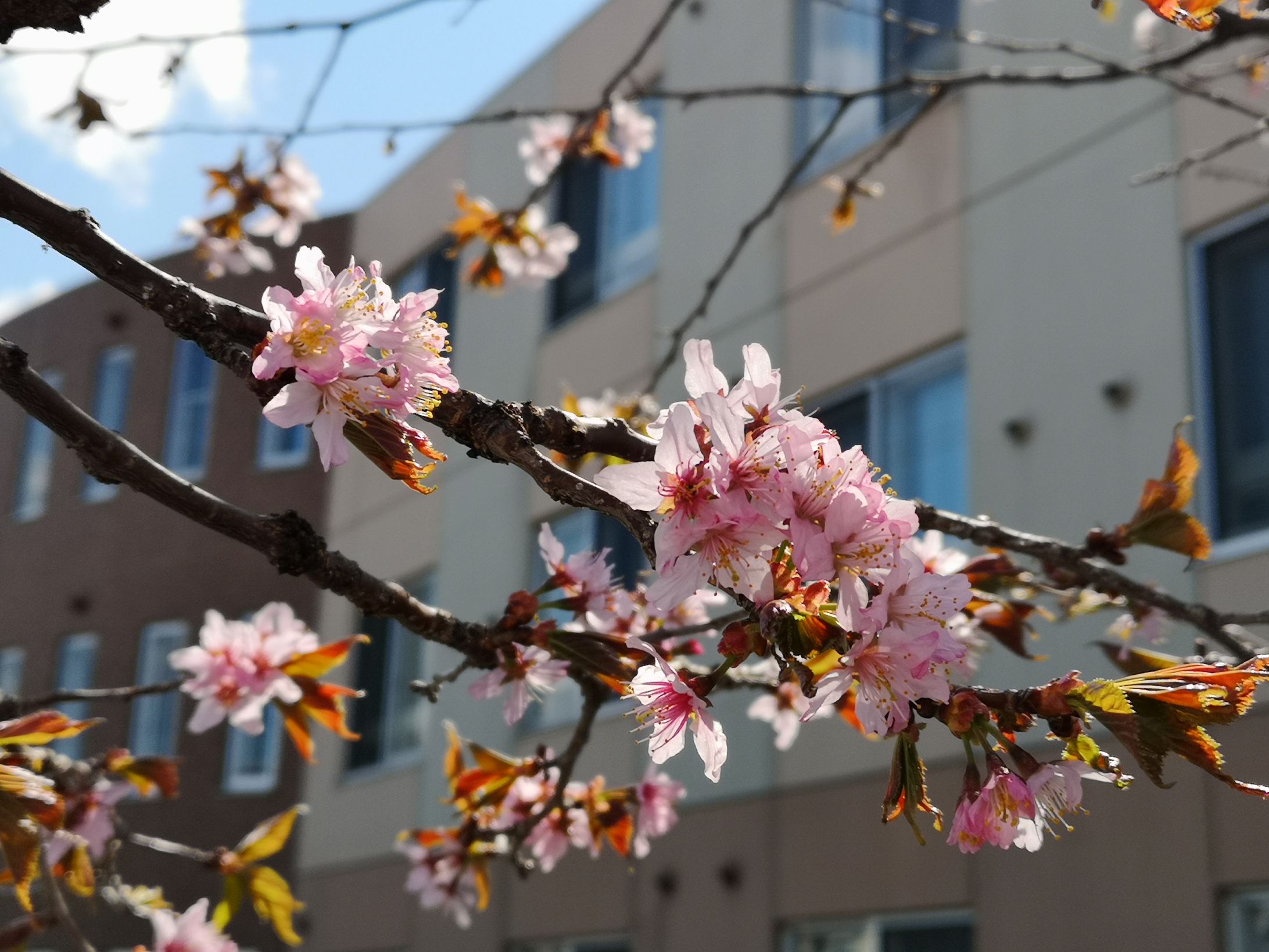 地元で撮影した桜-1
