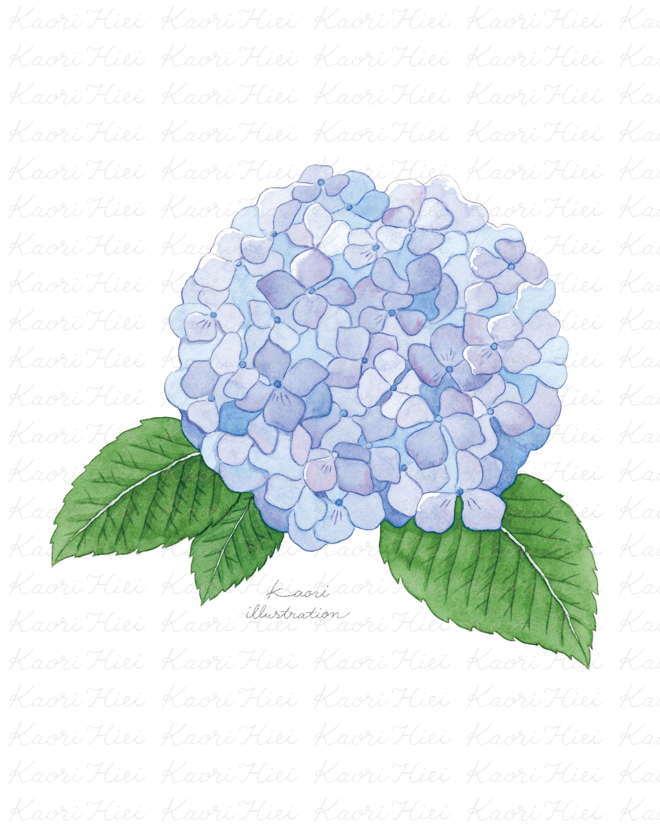 二十四節気の花ぬり絵-1
