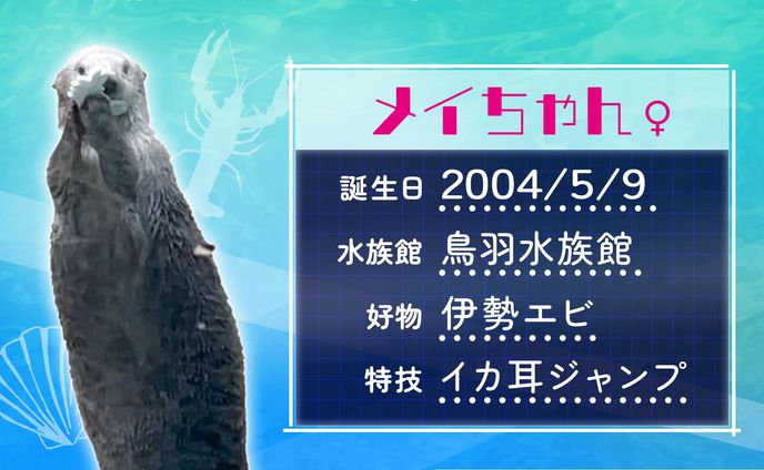 メイちゃんプロフィール