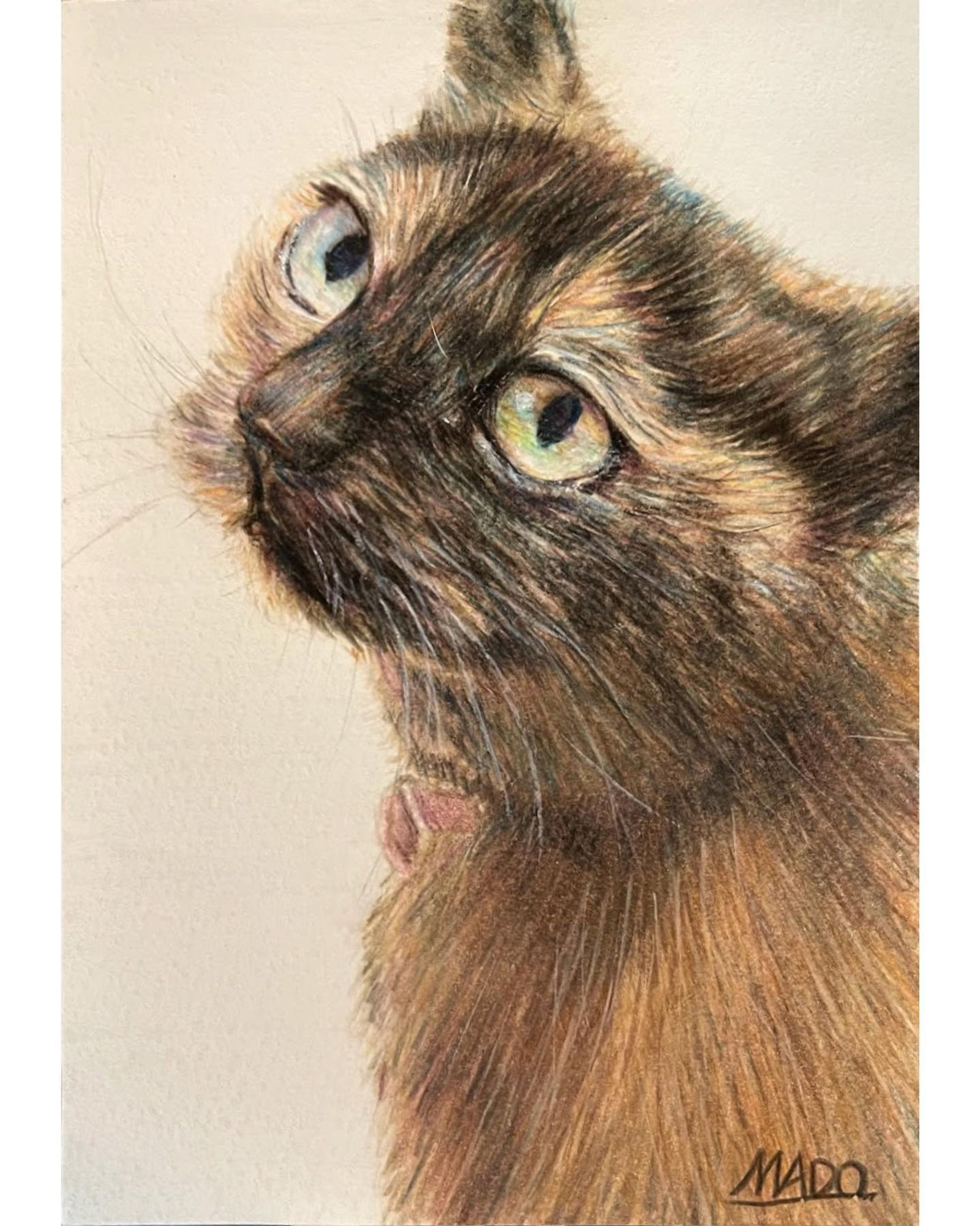 蘇る思い出
／紙・色鉛筆

#錆猫 #さびねこ #さびねこの魅力を伝えたい 

#animalillustration #芸術 #アート #animal #動物 #かわいい #色鉛筆 #colorpencil #picture #cute #animalartist #animaldrawing #realist #イラスト #絵 #illust #illustration #illustrator  #draw #drawing  #art #artwork #artist #sketch  #works #Artsticker #外出自粛-1