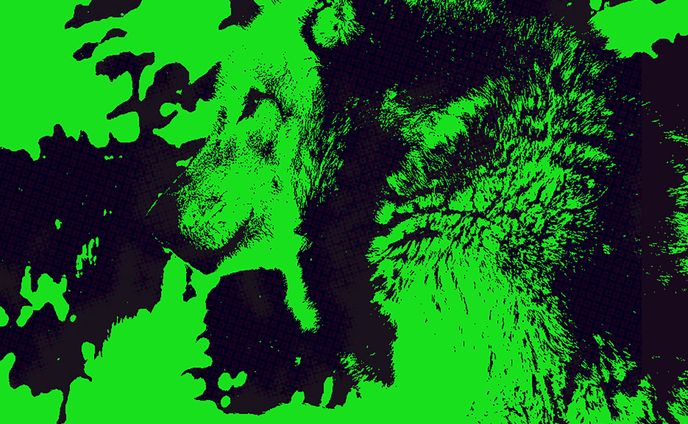 WOLF LIGHTGREEN