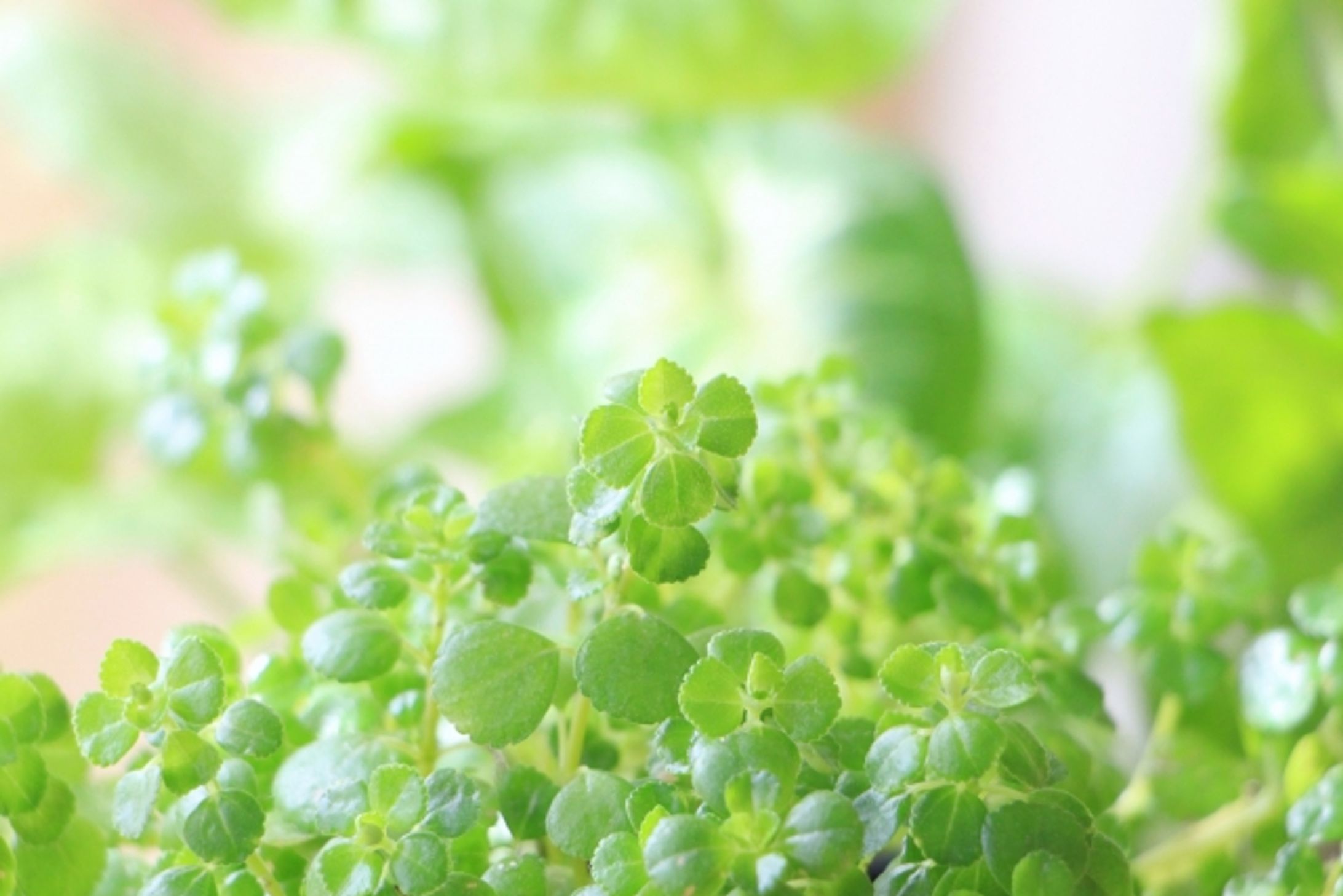 イメージ画像-1