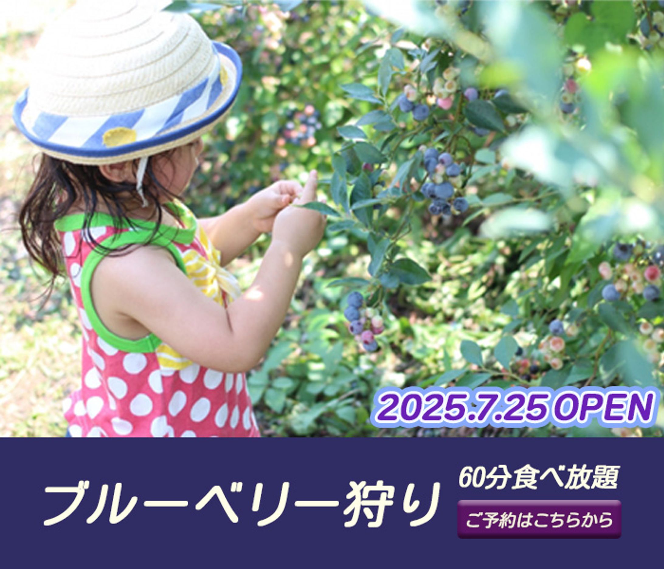 ブルーベリー狩りバナー-1