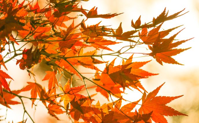 2024年、紅葉