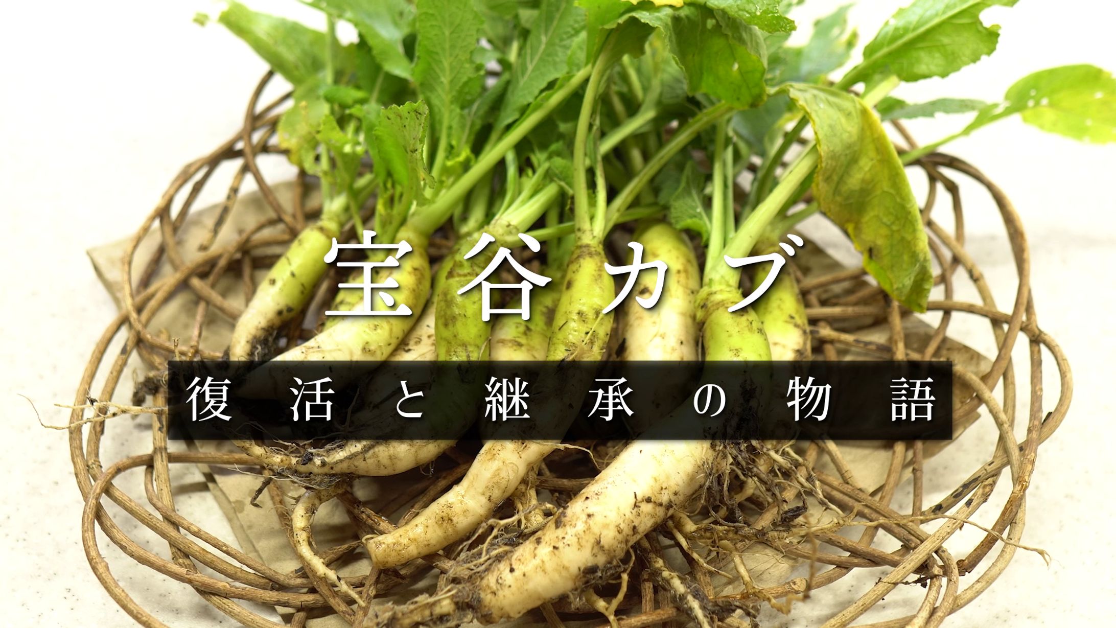 【ドキュメンタリー】庄内の在来野菜 土と人 「宝谷カブ」-1