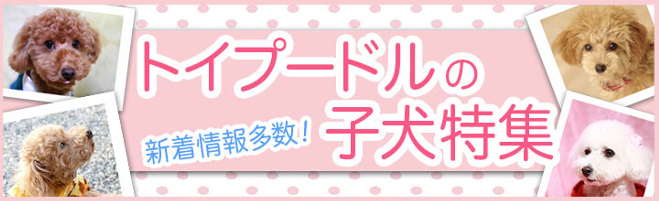 トイプードルの子犬特集バナー-1