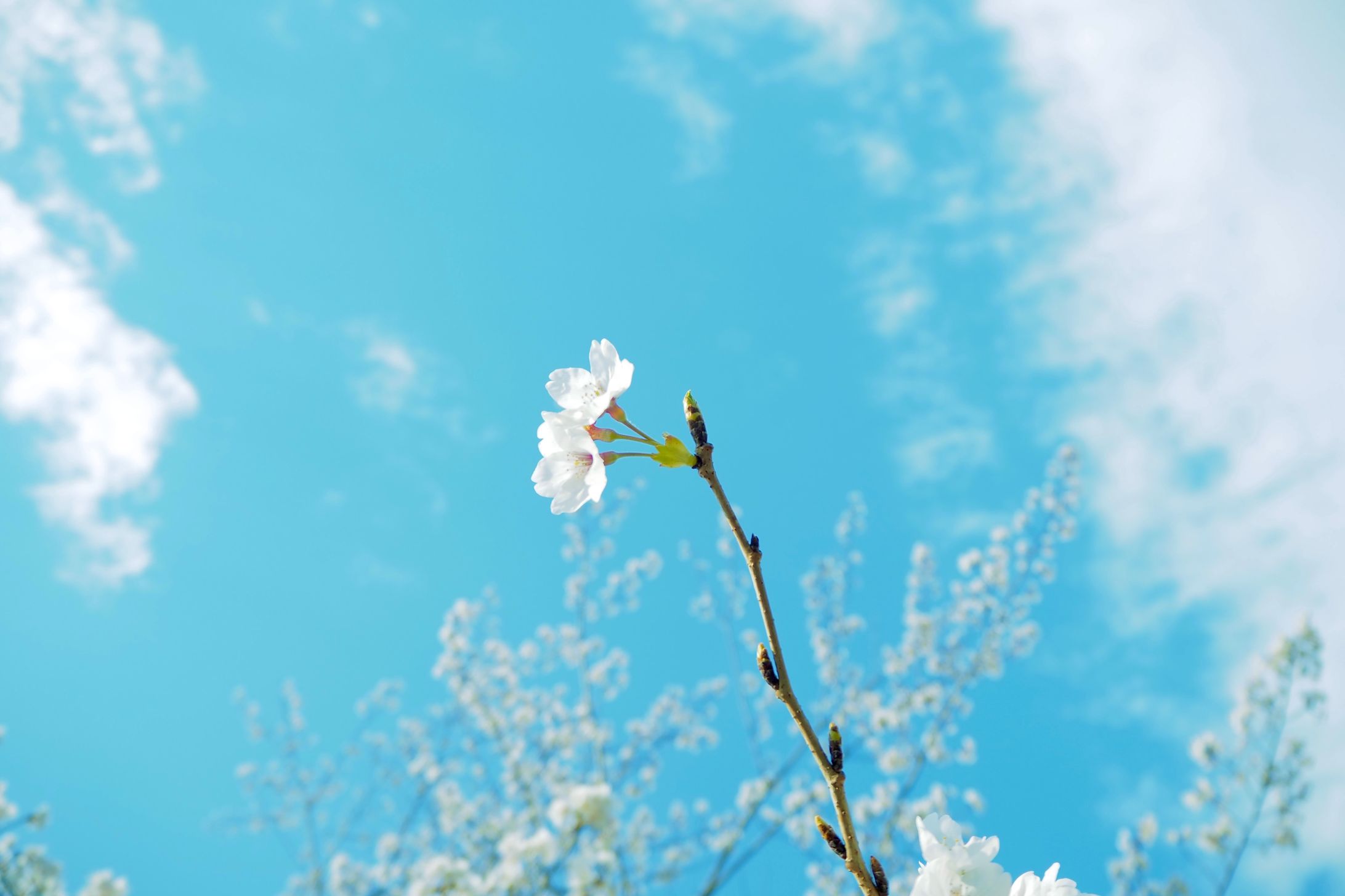 桜咲く頃-1