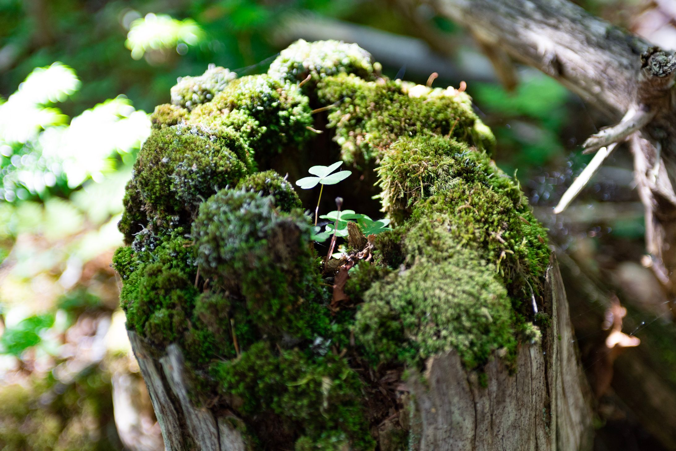 Landscape-1