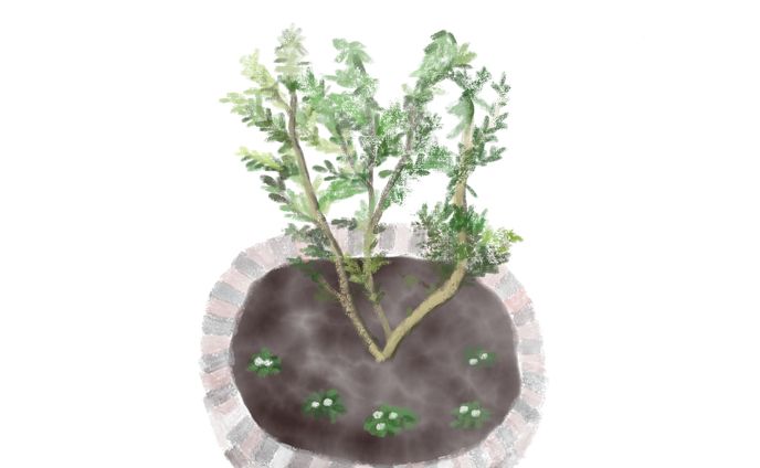 ソヨゴとパンジー 