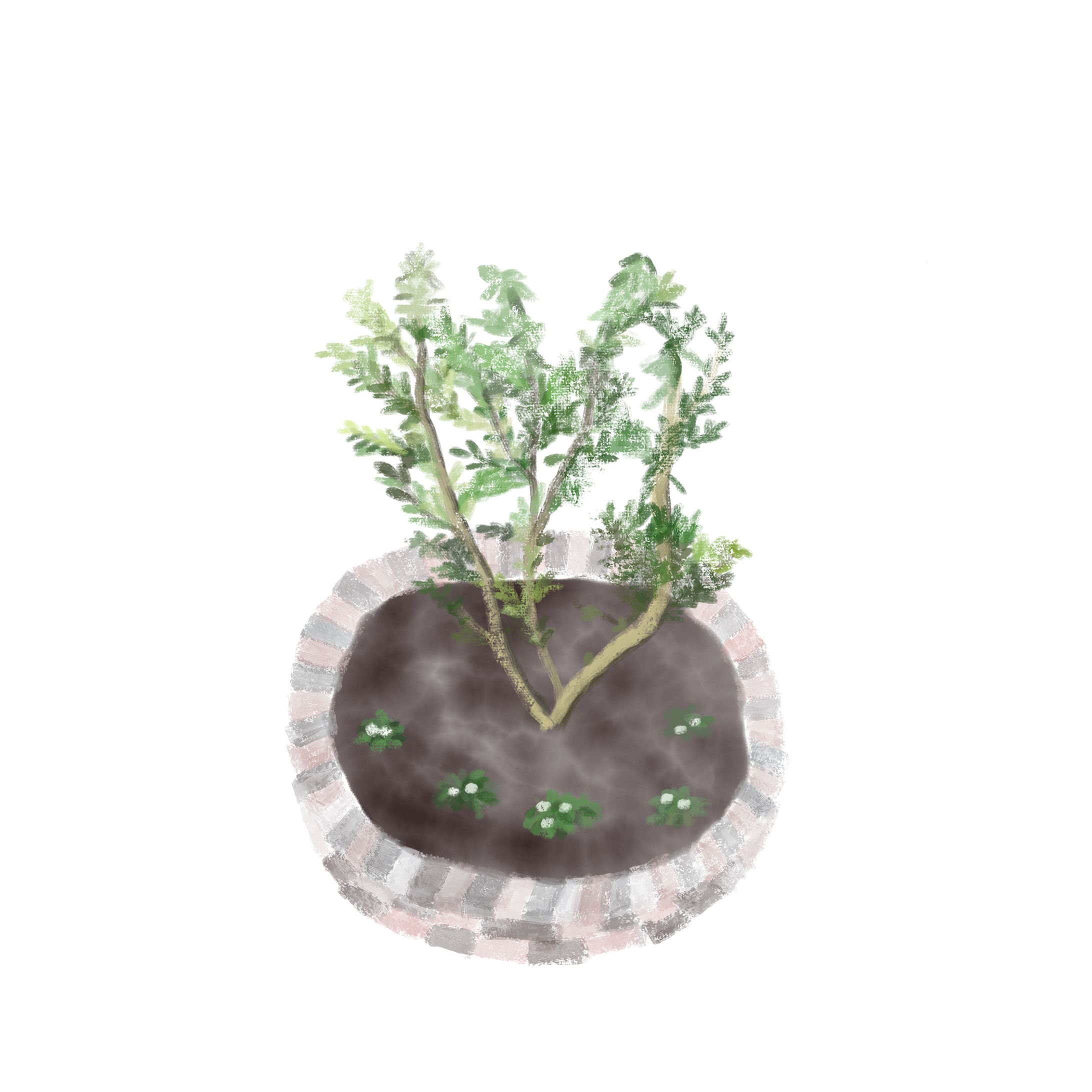 ソヨゴとパンジー -1