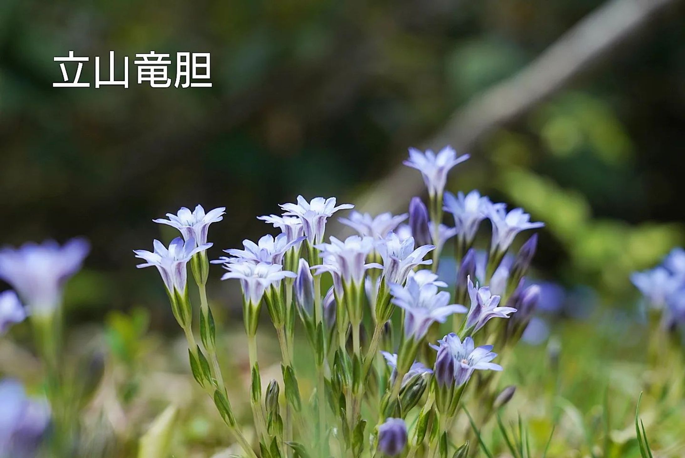 立山竜胆
tateyama rindo
2023.June
 
I went to take pictures of alpine plants during the weekend-only opening of the Hakuba Goryu Botanical Garden.
Around 1600 meters above sea level, Tateyama Rindo bloomed beautifully like a sapphire jewel.

#nftartwork 
#nftphotography 
#nfts 
#nftbuyers 
#nftsale 
#nftcreator 
#nftartgallery 
#nftcrypto 
#nftsstories 
#nftgram 
#NFT 
#nftphotography 
#nftartists 
#nftdrop 
#nftcollectors 
#nftcommunity 
#nftart 
#nftcollectibles 
#nftcollection 
#nftproject 
#nftartist #nftphotography-1