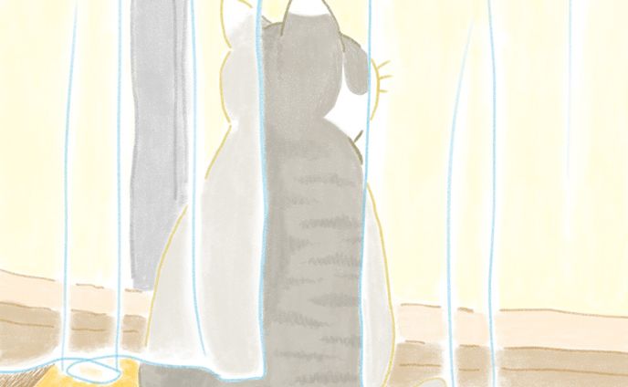 レースカーテンとねこ
