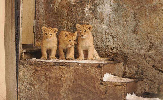 旭山動物園、ライオンキッズ