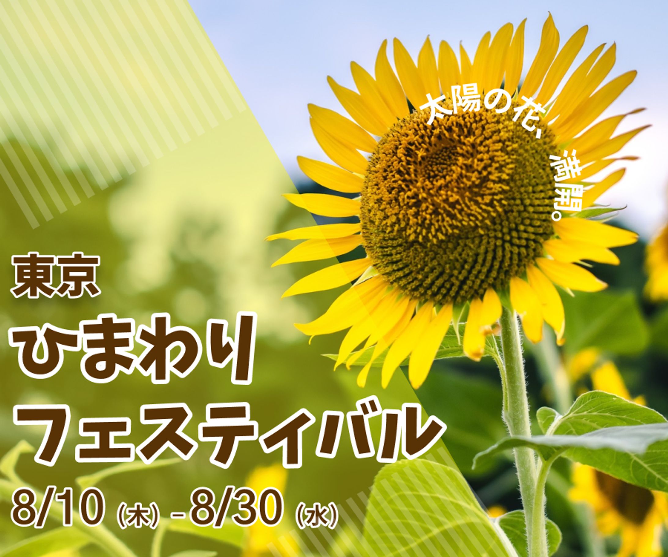 バナー　ひまわり-1