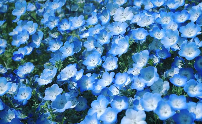 In full bloom, tidy and lily.
#α7iii#福岡県#福岡市#東区#海の中道海浜公園#花#花畑#ネモフィラ#青#風景#landscape