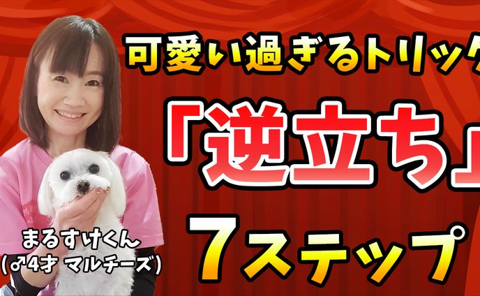 まるすけくん逆立ち
