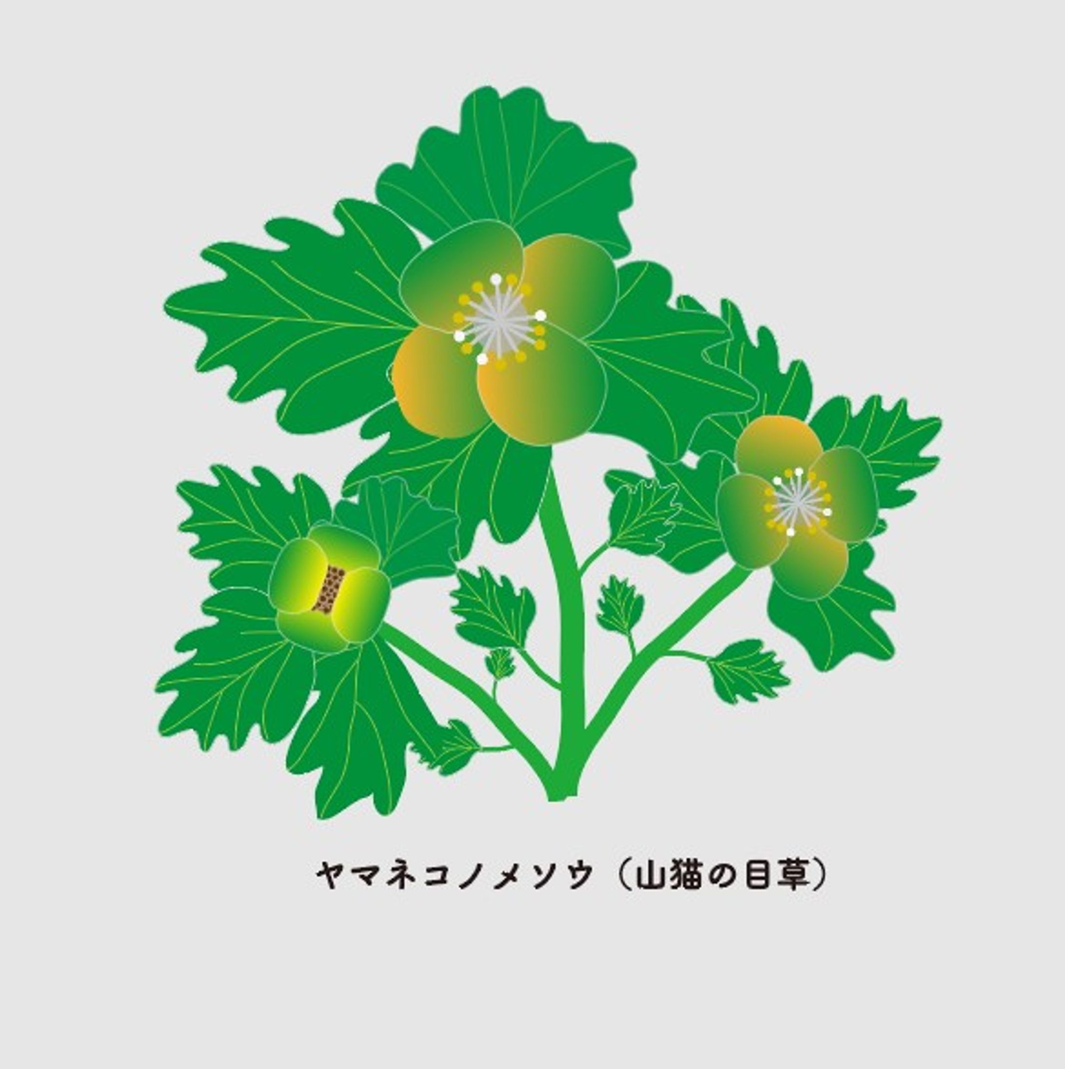 山猫の目草（ヤマネコノメソウ）/イラスト-1