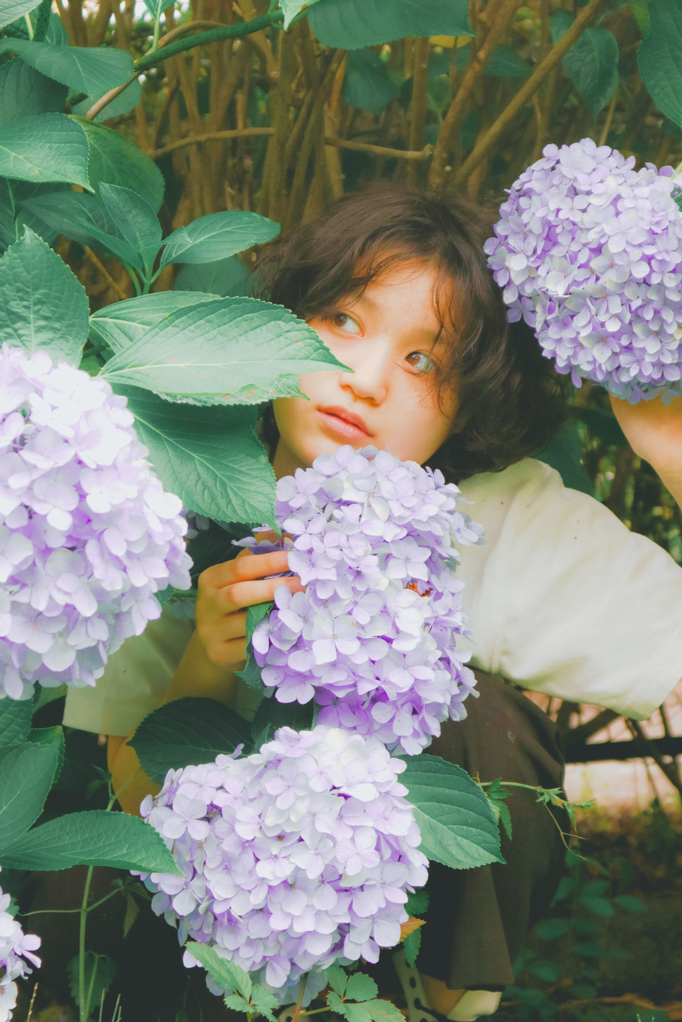  Hydrangea-1