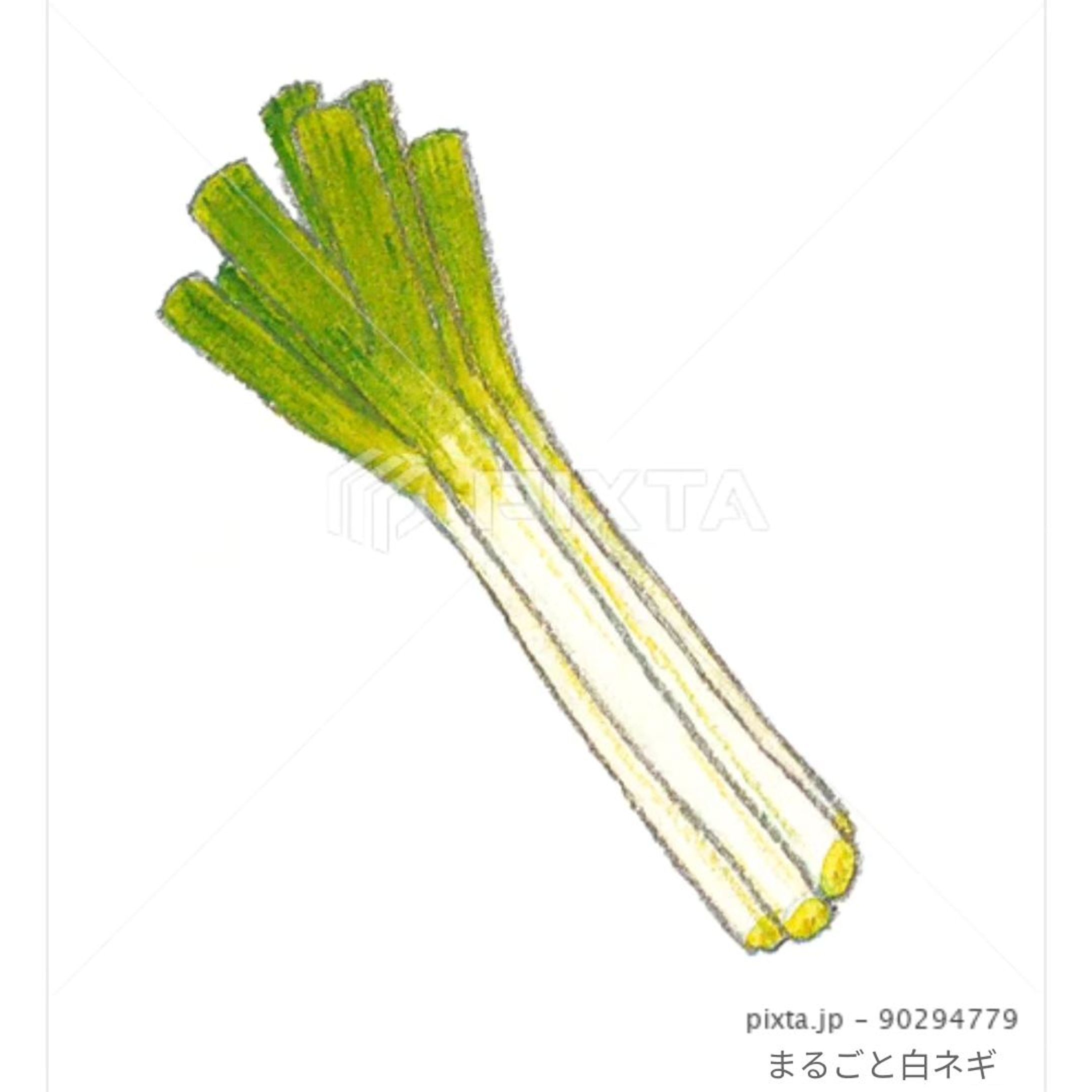 ⁡■【秋冬のお野菜】
＼ネギです／
⁡⁡
⁡⁡
⁡素材イラストとしてPIXTAさまにて販売中〜⁡
⁡よろしくお願いします⁡⁡🙇🏻‍♀️‪‪´-
⁡⁡⁡⁡
⁡
https://pixta.jp/illustration/90294779
⁡⁡⁡⁡┈┈┈┈┈┈┈┈┈┈
⁡
⁡
⁡#素材イラスト #pixta #ネギ⁡ #ねぎ #watercolors #水彩色鉛筆 #illustration #イラスト #クライアントさんと繋がりたい #挿絵 #出版社さんと繋がりたい  #食べ物イラスト #野菜イラスト #雑誌のお仕事をしたいです #飲食店さんを応援したい #書籍のお仕事をしたい-1