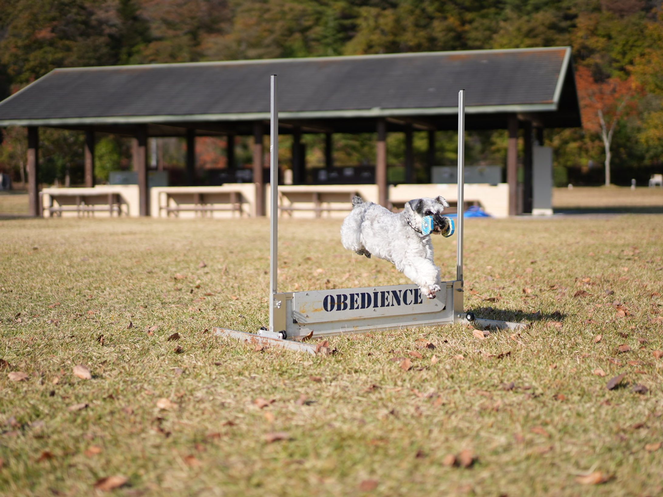 【ペット撮影】温かい日々の中で-1