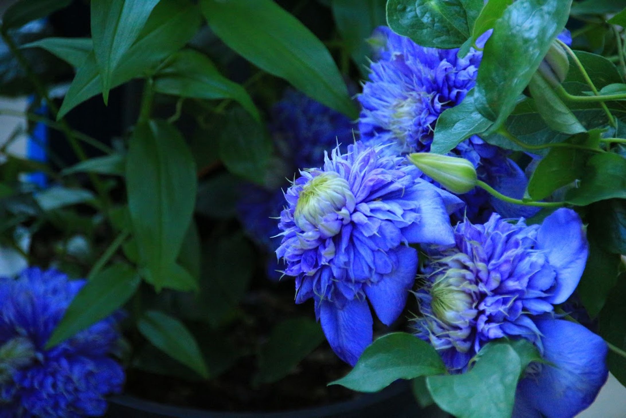 Flower-1