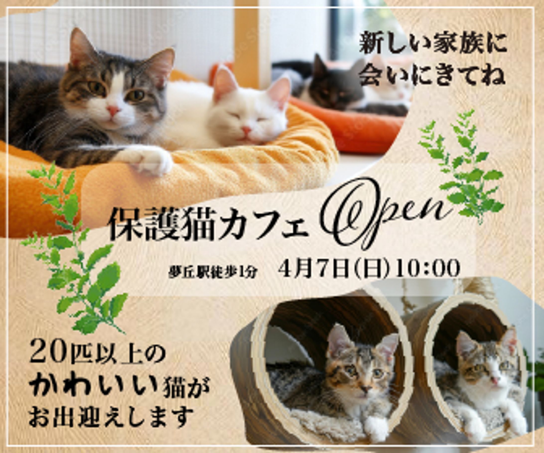 バナー　猫カフェ-1