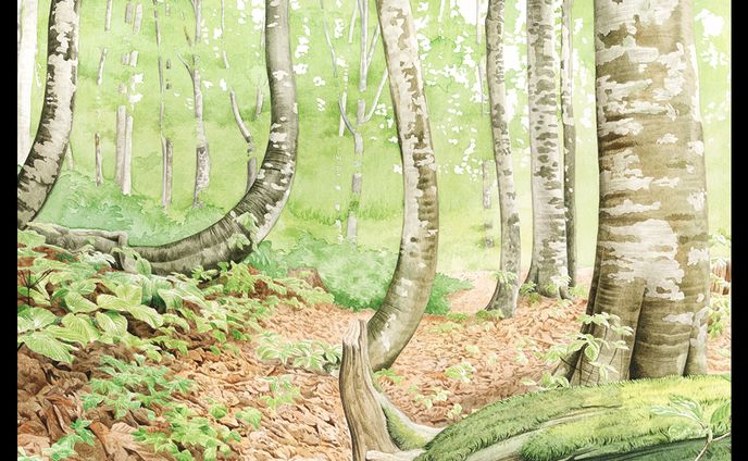 アナログゲーム「冬虫夏草」