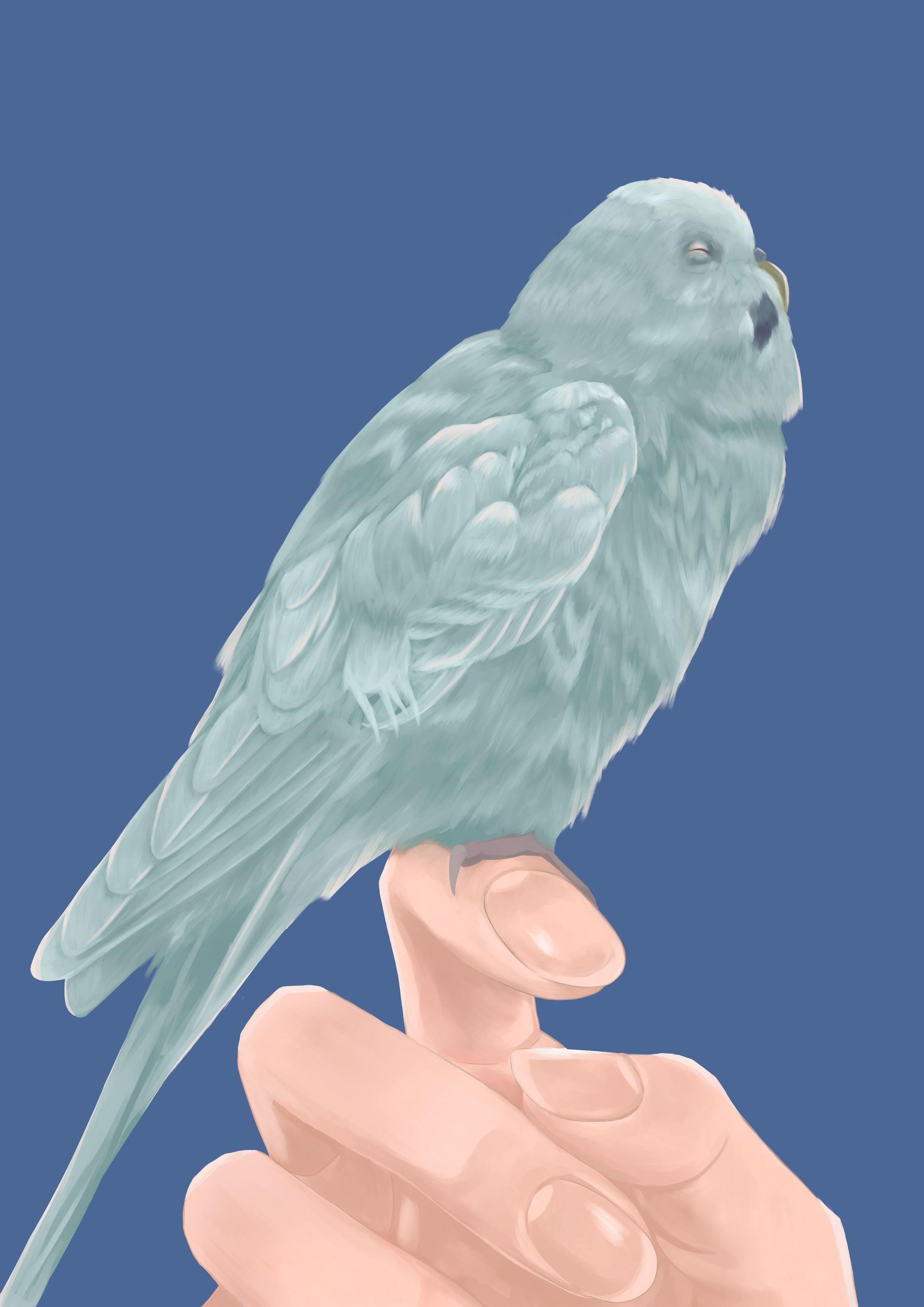 budgerigar on the hand-1
