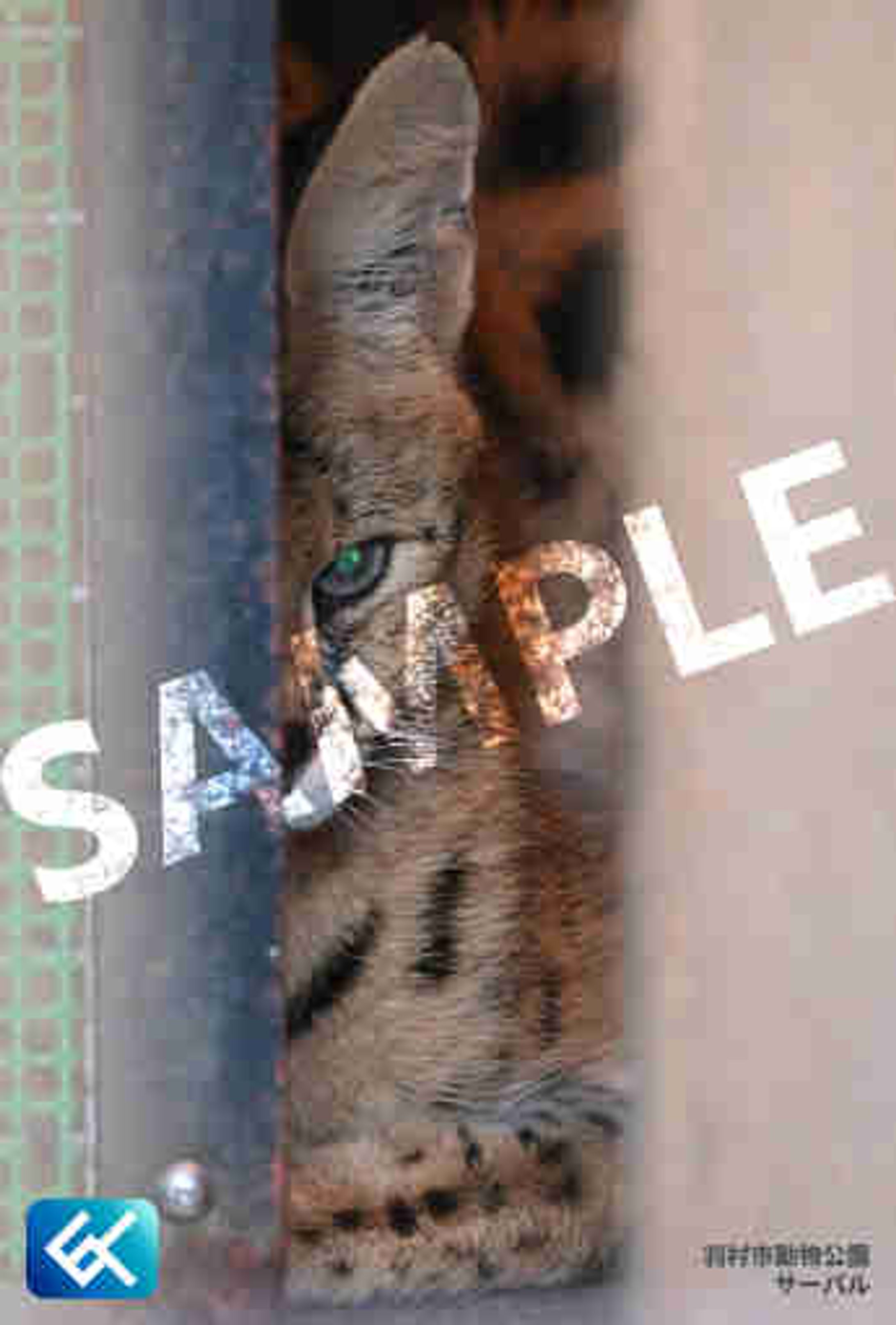 009 サーバル (羽村市動物公園)-1