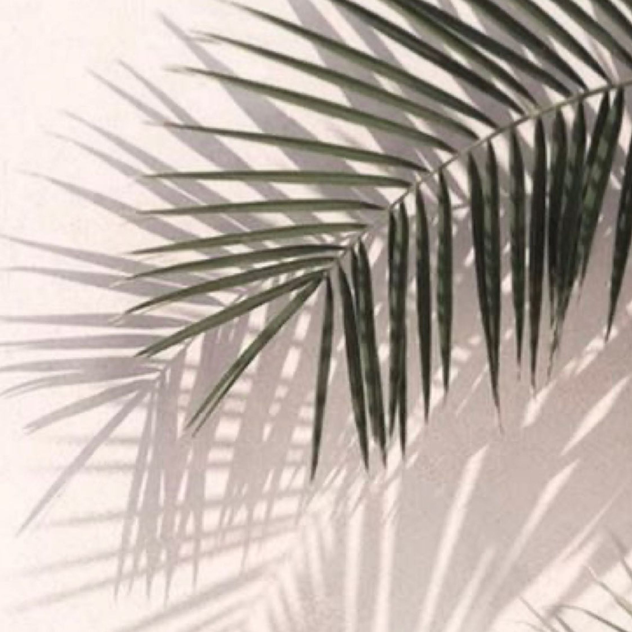 𝑸𝑷𝑷𝑨 𝒊𝒔𝒍𝒂𝒏𝒅 𝒔𝒕𝒚𝒍𝒆 𝒕𝒖𝒓𝒃𝒂𝒏𓇼

#キュッパ #着せ替えターバン #付け心地抜群 #ミニマル #ミニマルライフ #着せ替え式 #洗える#ワイヤーターバン #creema #creemaで販売中 #minneで販売中 #base #ベイス #オンラインショップ #ヘアアクセサリー #ヘアアクセ #ヘアターバン #ターバン#ヘアバンド #island #islandlife #beach #海-1