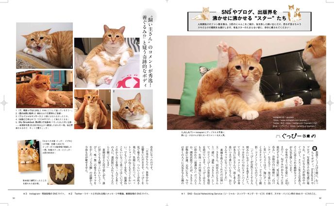 猫、動画編集