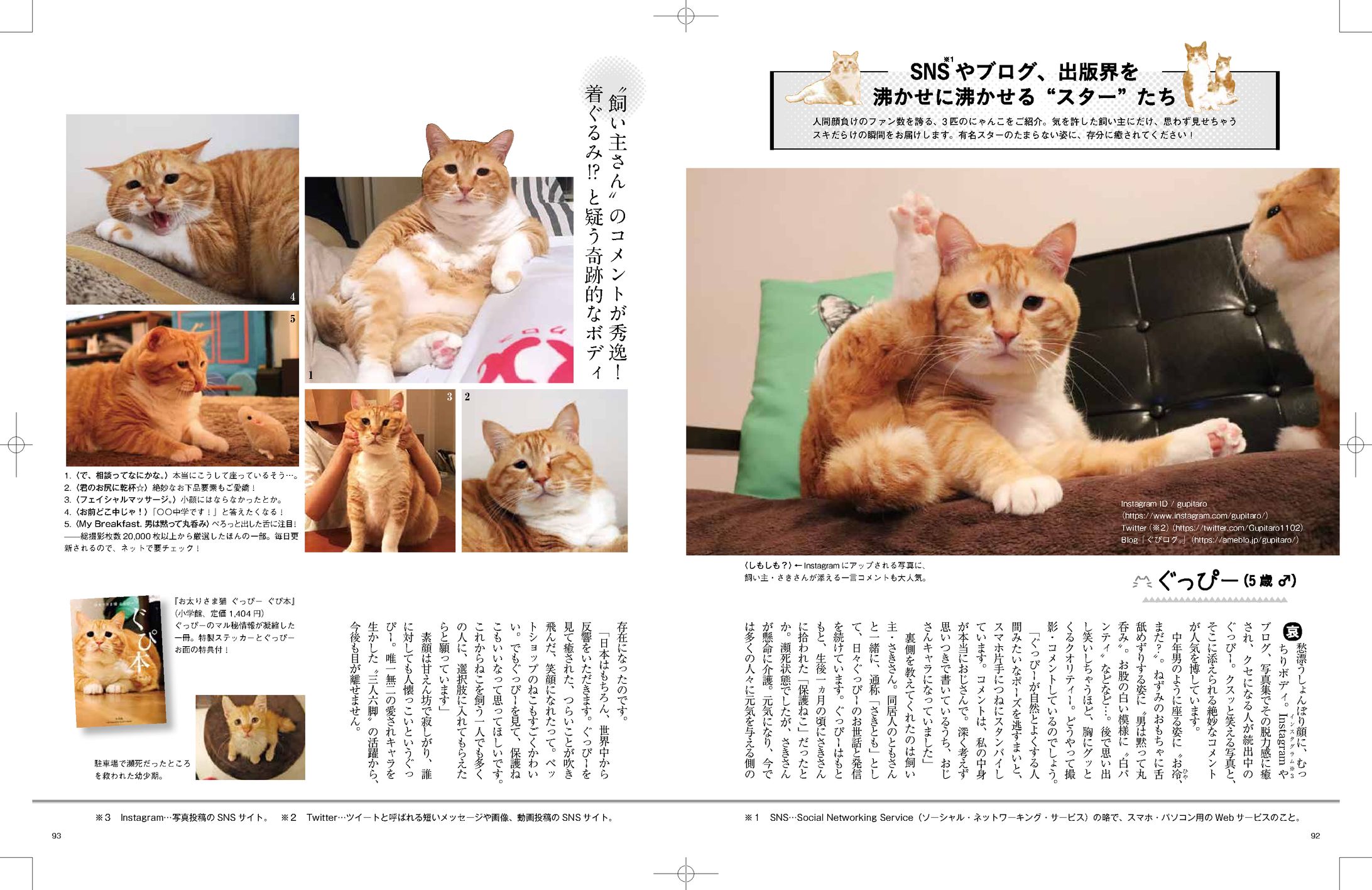 SNS猫　記事-1