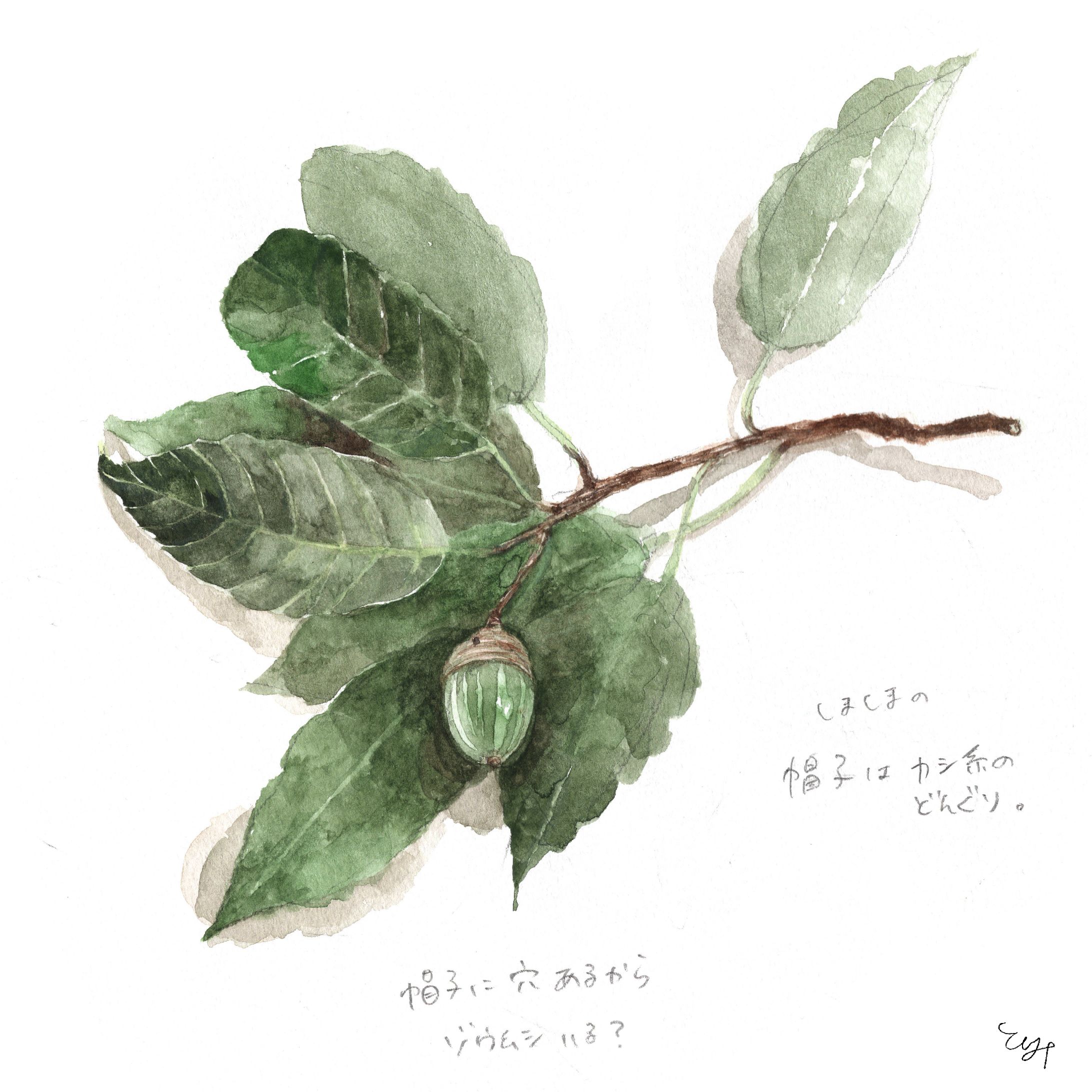 カシの木どんぐり-1