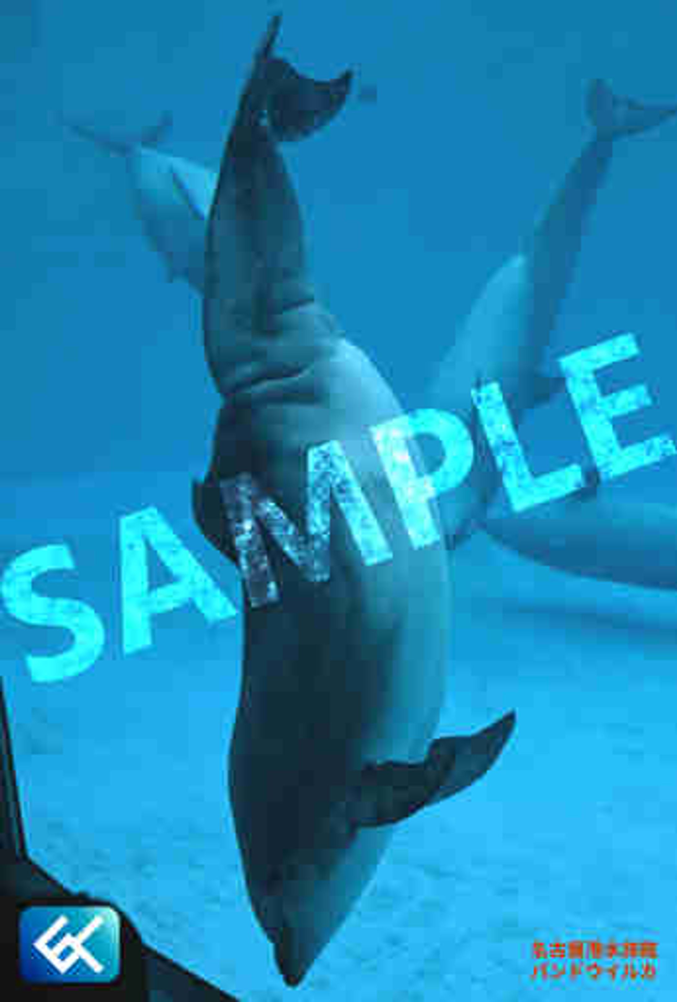 007 バンドウイルカ (名古屋港水族館)-1