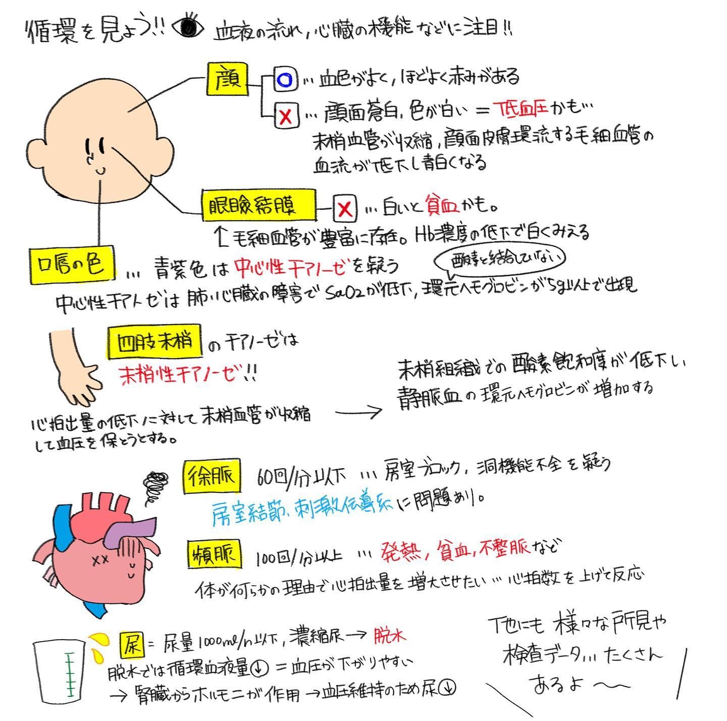 メロンパン♡様専用ページ 心臓 血液 まとめノート 解剖生理学